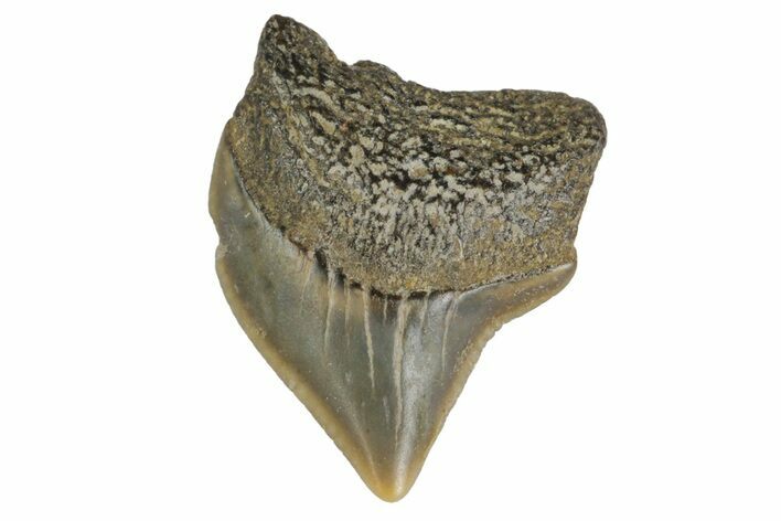 Fossil Crow Shark (Squalicorax) Tooth - Texas #164666
